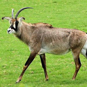 Roan antelope; Whipsnade; 19th April 2014