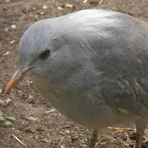 Kagu