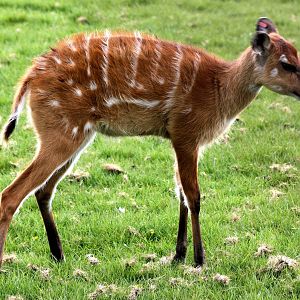 Young sitatunga; Whipsnade; 19th April 2014