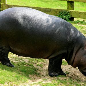 Hippopotamus; Whipsnade; 19th April 2014