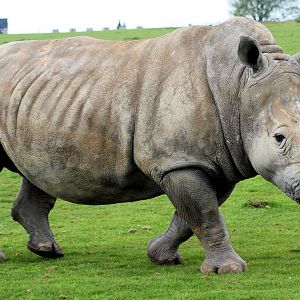 White rhinoceros; 19th April; 2014