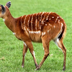 Sitatunga; Whipsnade; 19th April 2014