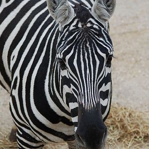 Female Maneless Zebra