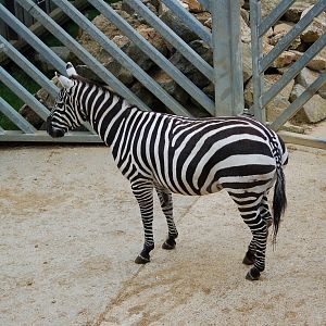 Female Maneless Zebras