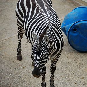 Female Maneless Zebra