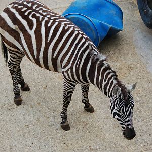 Female Maneless Zebra