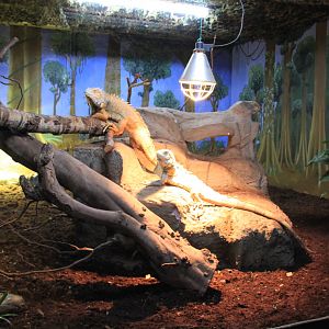 Tropical House - Green Iguana Exhibit