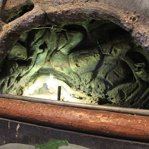 Tropical House - Turtle Exhibit