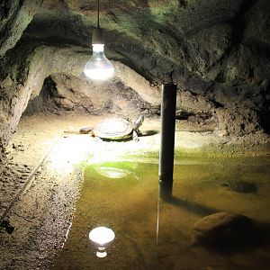 Tropical House - Turtle Exhibit