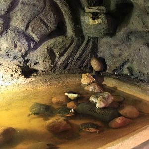 Tropical House - Turtle Exhibit