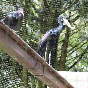 Openbill stork and Waldrapp ibis