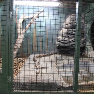 Tropical House - Snake Exhibit