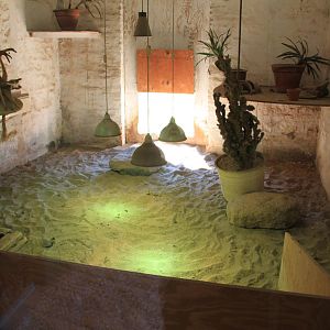 Tropical House - African Spurred Tortoise Indoor Exhibit