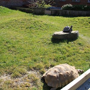 African Spurred Tortoise Enclosure