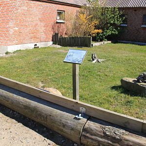 African Spurred Tortoise Enclosure