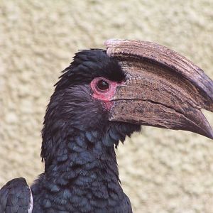 Trumpeter Hornbill