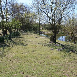 Red Kangaroo and Bennett's Wallaby Enclosure