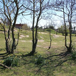 Red Kangaroo and Bennett's Wallaby Enclosure