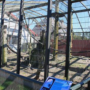 Japanese Macaque Enclosure