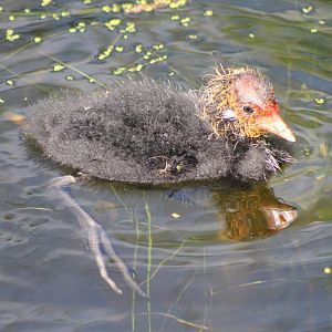 Eurasian coot chick