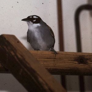 Black-crowned palm-tanager