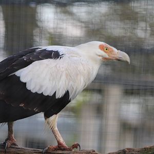 Palmnut Vulture