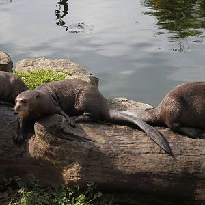 Giant Otter family 27-3-14