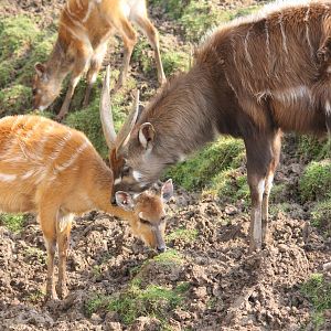 Sitatunga pair 27-3-14