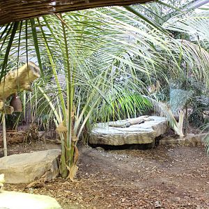 Komodo Dragon exhibit 27-3-14