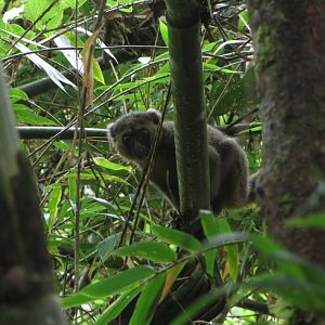 Golden bamboo lemur