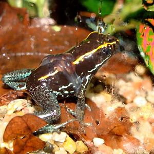 Phyllobates vittatus