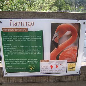 Flamingo Signage