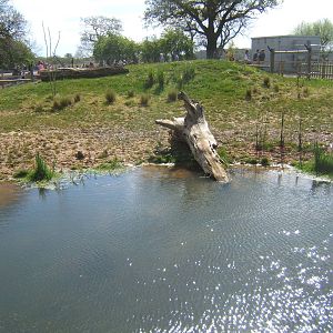 View of Giant Anteater enclosure
