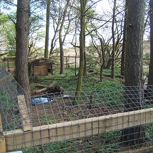 View of Raccon Dog enclosure