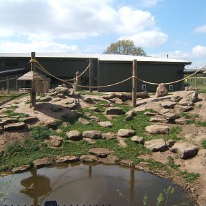 View of Guinea Baboon enclosure
