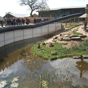 View of Guinea Baboon enclosure