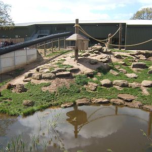 View of Guinea Baboon enclosure