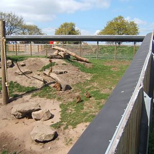 View of Guinea Baboon enclosure