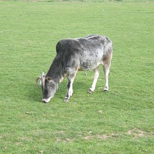 Zebu