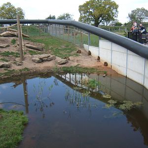 View of the Guinea Baboon enclosure