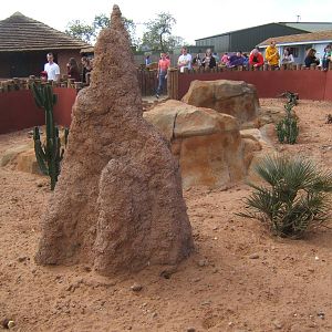 View of part of the Meerkat and Yellow Mongoose exhibit