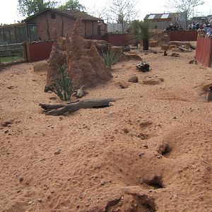 View of part of the Meerkat and Yellow Mongoose exhibit