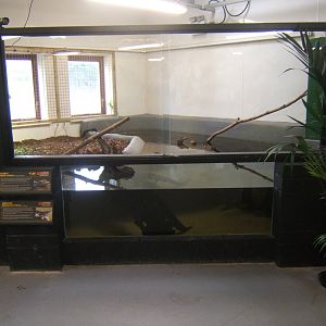 Cuvier`s Dwarf Caiman and Argentine Side-necked Turtle exhibit