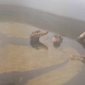 Cuvier`s Dwarf Caiman
