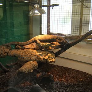 Crocodile Monitor