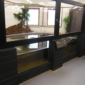 View of the West African Dwarf Crocodile exhibit