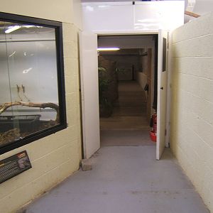 Asian Water Monitor exhibit on left and doorway to the American Alligator e