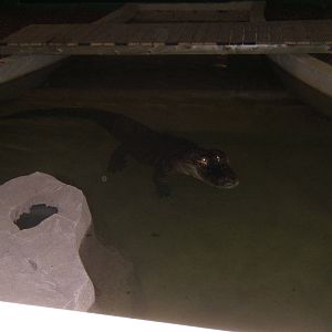 American Alligator Bull (Albert)