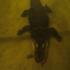 American Alligator Bull (Albert)