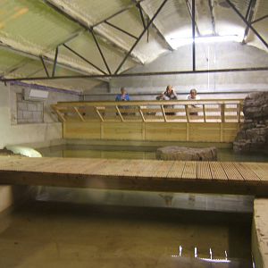 View of American Alligator exhibit